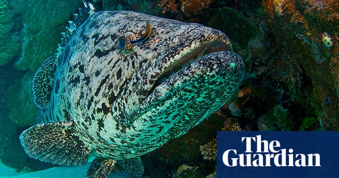 Fish - Spotted Fish - CleanPNG / KissPNG