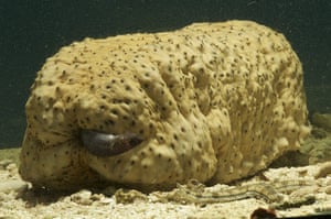 Great Barrier Reef: A pearl fish poking its head out from inside a sea cucumber