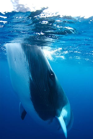 Great Barrier Reef: Minke whale, Great Barrier Reef