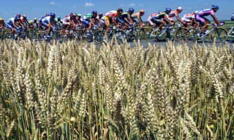 Cyclists-pass-French-wheatfield