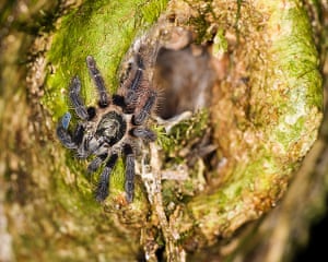 Yasuni National Park: Close-up of spider on tree