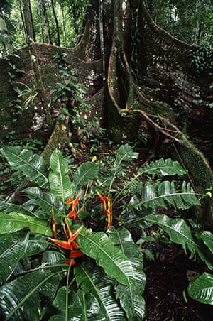Yasuni National Park: Fig Tree