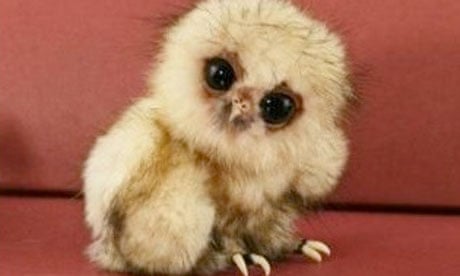 Baby owls are the new LOLcats | Animals | The Guardian