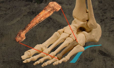 human skeleton foot