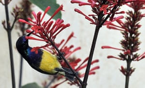 Week in Wildlife: A bird drinks water from a flower
