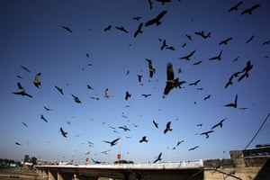 Week in Wildlife: Black eagles fly  over the Tawi river