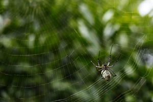 Week in Wildlife: A golden silk spider hangs from a mango tree in Tangerang