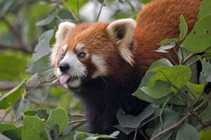 Week in Wildlife: Red Panda