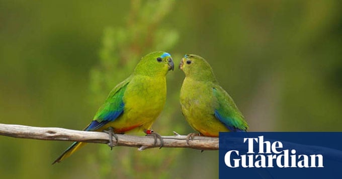 Rarest Birds