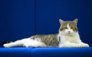 Conservative Cat Back For Q Conservative Cat Back For Q
