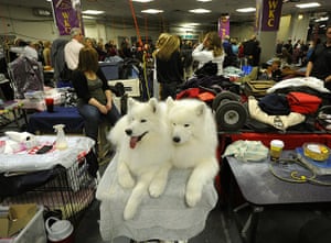 Westminster Dog Show: 135th Westminster Kennel Club Dog Show in New York