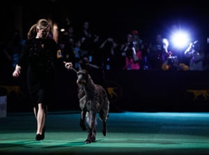 Westminster Dog Show: 135th Westminster Kennel Club Dog Show in New York