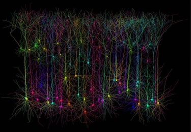 Wellcome Image Awards: Pyramidal neurons