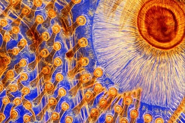 Wellcome Image Awards: Suckers on joint of foreleg of a male div