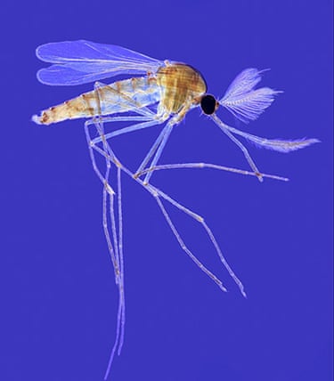 Wellcome Image Awards: Adult mosquito (male)