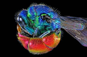 Wellcome Image Awards:  Ruby tailed wasp