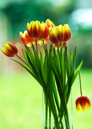 in pictures: broken: Vase of tulips
