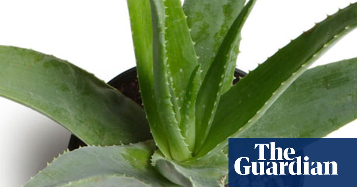 Stumped Has Cold Weather Killed My Aloe Vera Life And Style