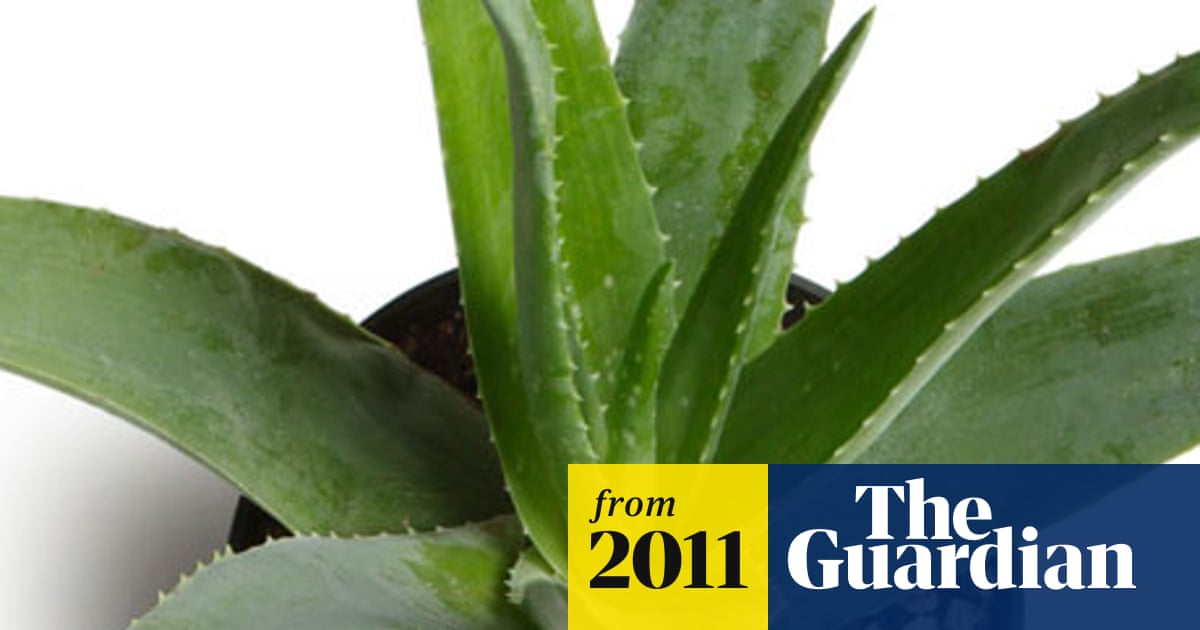 Can Aloe Vera Survive Cold Weather: Essential Tips to Protect It