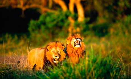 lions-under-threat