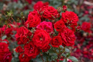 Inflation Basket: George best red flowering rosebush