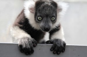 24 hours in pictures: A black-and-white ruffed lemur