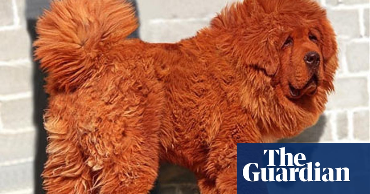 Pass notes No 2,943: Tibetan mastiff | Animals | The Guardian
