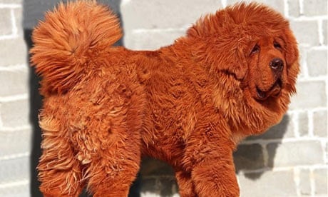 Iran Persian Mastiff Dog Pass Notes No 2,943: Tibetan Mastiff