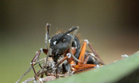 Fungi that create 'zombie ants' discovered in Brazilian jungle | Animal  behaviour | The Guardian