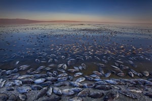 FTA: Jim Lo Scalzo  : Dead tilapia fish float in the Salton Sea 
