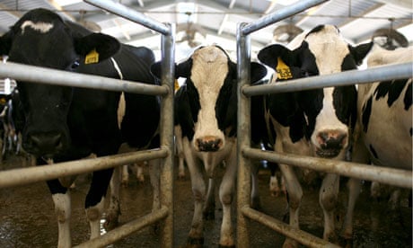 Plummeting Price Of Milk Leaves Dairy Farms Struggling For Profit