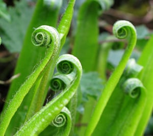 In pictures: rebirth: Hart's tongue fern