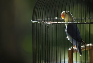 24 hours in pictures: Bogor, West Java: A lovebird in its cage during a singing competition