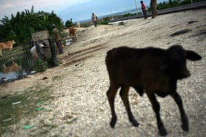 24 hours in pictures: Titanyen, Haiti: Haitians provide water for their animals 