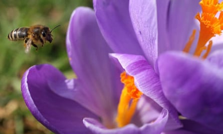 A bee arrives at of a flowering crocus in the Royal Botanic Gardens, Kew