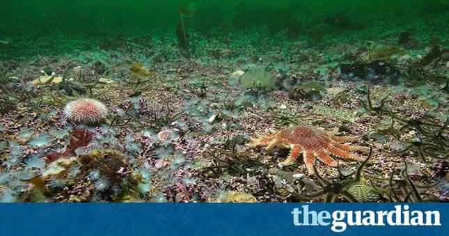 Great British Marine Animals By Paul Naylor In Pictures