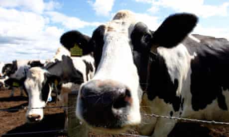 Cattle dealers bse fears