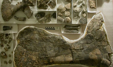 Bones from Brontomerus 'thunder thighs' dinosaur