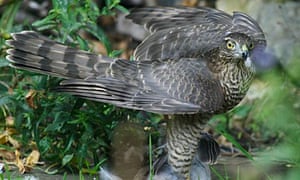 Gamekeeper Used Live Pigeon To Trap Birds Of Prey Court Told Environment The Guardian