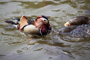 Week in Wildlife: A Mandarin duck meets some fish at the Changgyeong Palace in Seoul