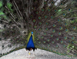Week in Wildlife: A peacock displays his vibrant plumage in Jever, Germany