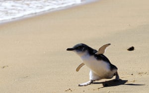 Week in Wildlife: One of eight penguin chicks makes its way to the ocean at Long Reef, Sydney