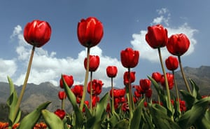 Week in Wildlife: Red tulips are seen in full bloom inside Kashmir's tulip garden in Srinagar