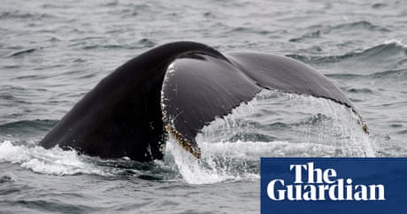 Humpback Whales Spread Catchy Tunes To Each Other Study