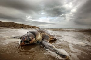 Week in Wildlife: A dead sea turtle is seen washed onto shore in Waveland, Mississippi