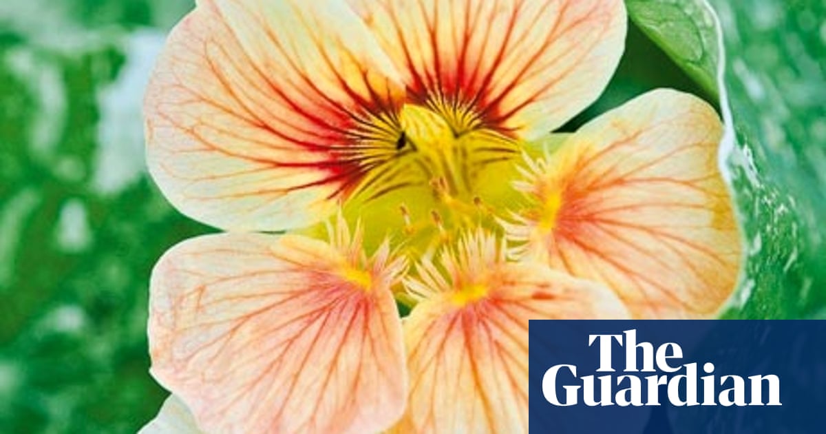 Alys Fowler: Nasturtiums | Gardening advice | The Guardian