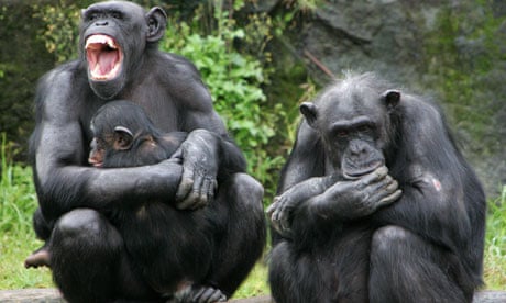 Get The Untold Story Of Evolution Science The Guardian For iPhone Free Get Wallpaper The Untold Story Of Evolution Science The Guardian Desktop Wallpaper