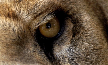 Eye spy: can you identify an animal by its eye - quiz | Environment | The Guardian Eye spy: can you identify an animal by its eye - quiz | Environment | The Guardian
