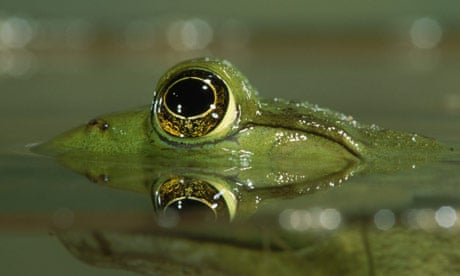 Eye spy: can you identify an animal by its eye - quiz | Environment | The Guardian Eye spy: can you identify an animal by its eye - quiz | Environment | The Guardian