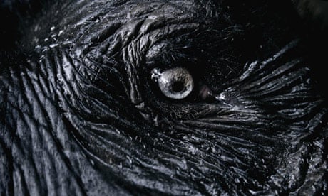 Eye Spy Can You Identify An Animal By Its Eye Quiz Global